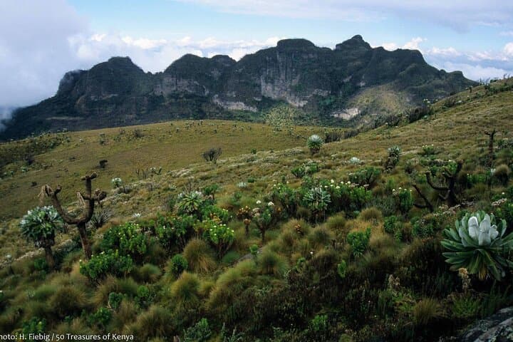 Overnight Safari to Aberdare National Park from Nairobi | 2-Day Wildlife Lodge Experience
