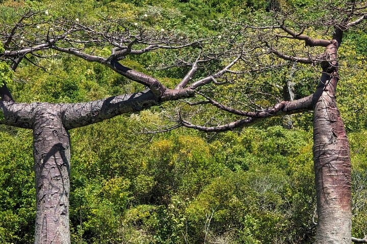 Diego Suarez Cruise-Ship Excursions: Tsingy Rouges, Amber Mountain & Emerald Sea photo 3