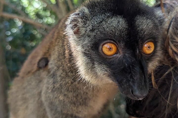 Diego Suarez Cruise-Ship Excursions: Tsingy Rouges, Amber Mountain & Emerald Sea photo 4