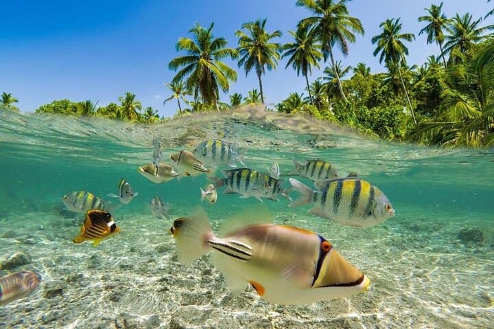Bali Blue Lagoon Snorkeling: Two-Spot Padangbai Trip with Lunch & Transport photo 6