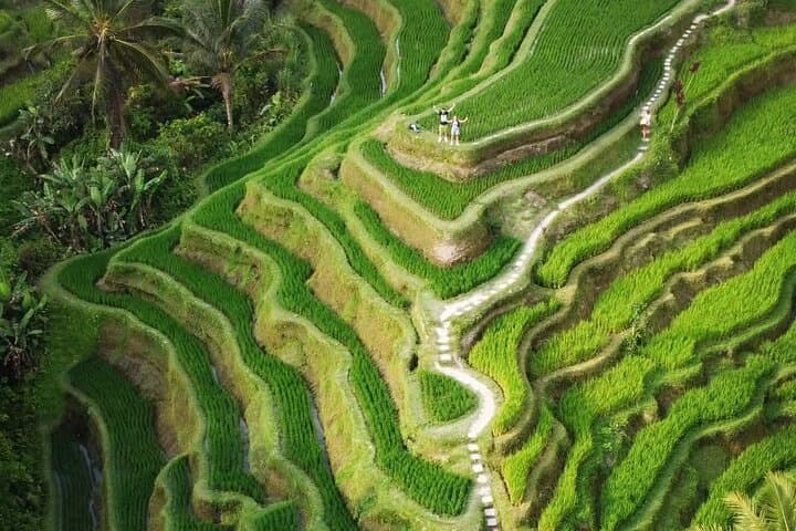 Ubud Day Tour: Monkey Forest, Tegalalang Rice Terraces & Tirta Empul