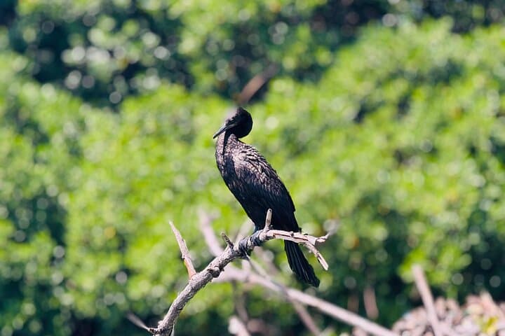 Negombo Lagoon Boat Safari: Sunset Mangroves & Birdlife Cruise photo 3