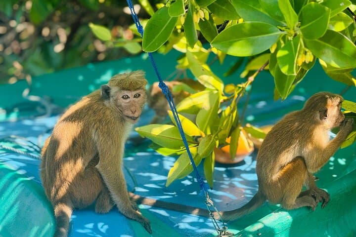 Negombo Lagoon Boat Safari: Sunset Mangroves & Birdlife Cruise photo 6