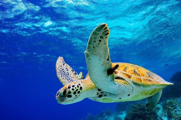Colombo to Galle Day Tour: Galle Fort, Madu River Safari & Kosgoda Turtle Hatchery