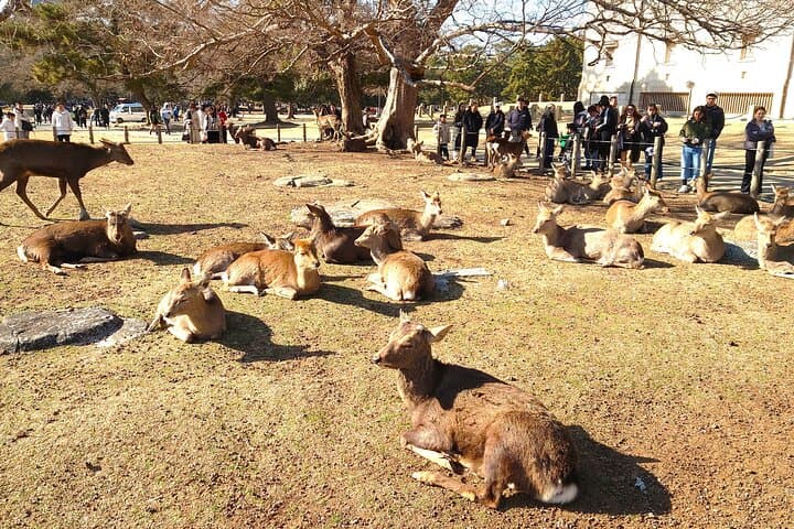 Slow Cycling Nara: Explore UNESCO World Heritage Sites by BROMPTON photo 3