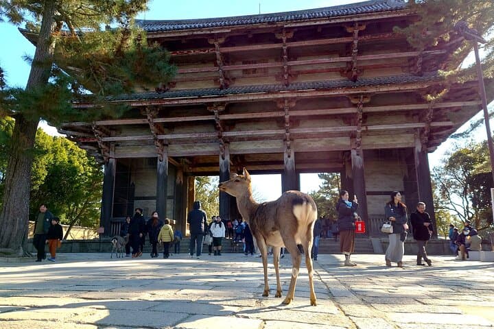 Slow Cycling Nara: Explore UNESCO World Heritage Sites by BROMPTON photo 6