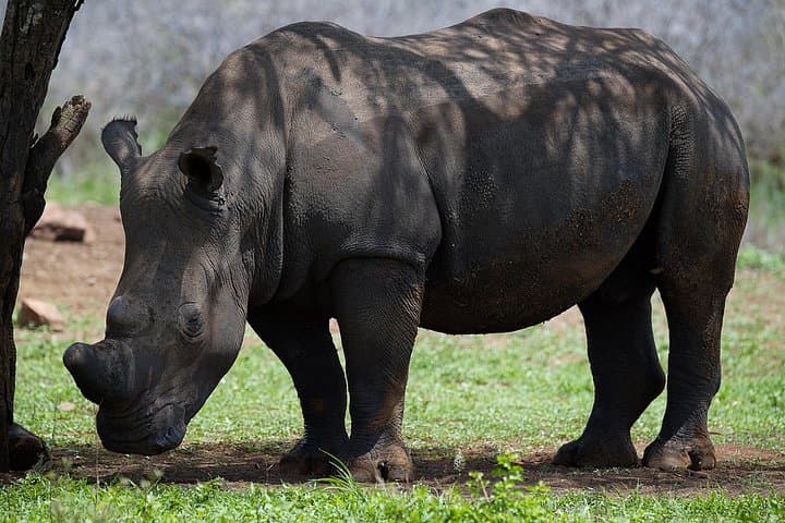 Budget Safari From Durban: Tala Game Reserve & African Raptor Centre Day Trip photo 1