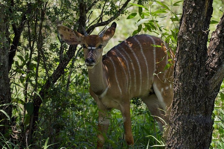 Budget Safari From Durban: Tala Game Reserve & African Raptor Centre Day Trip photo 2