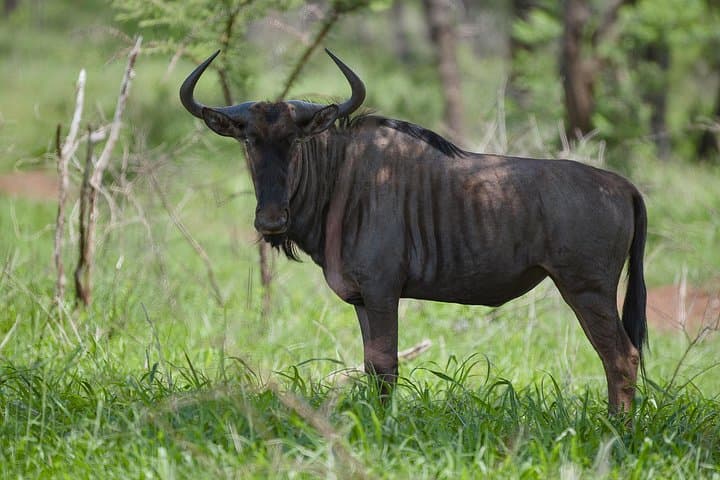 Budget Safari From Durban: Tala Game Reserve & African Raptor Centre Day Trip photo 3