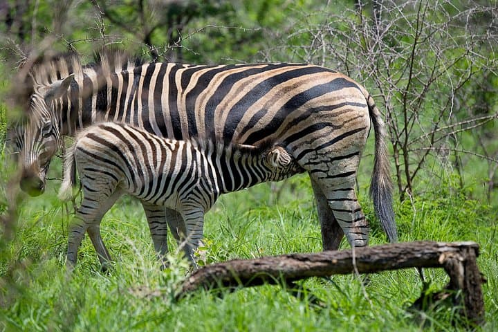 Budget Safari From Durban: Tala Game Reserve & African Raptor Centre Day Trip photo 4