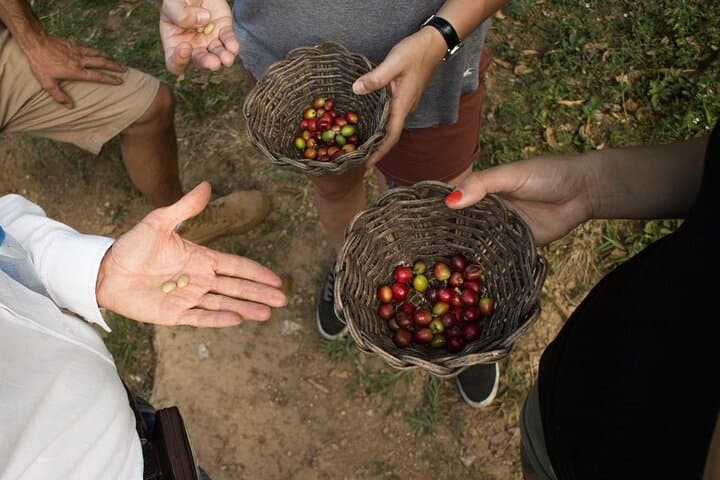 Medellín Coffee Tour: From Bean to Cup in Antioquia