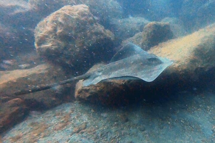 Diving the Tabaiba Wreck: Pecio el Peñón — Wreck Course in Tenerife photo 5