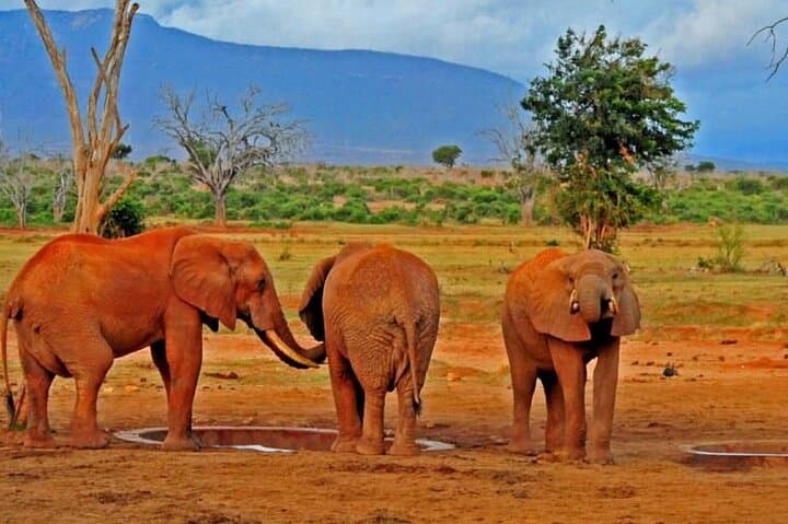 Tsavo East Day Safari: Classic Big Five Game Drive from Mombasa photo 6