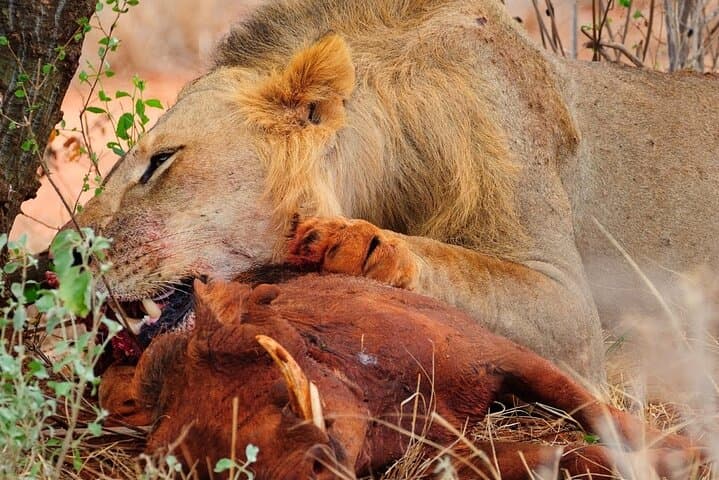 Tsavo East Day Safari: Classic Big Five Game Drive from Mombasa photo 2
