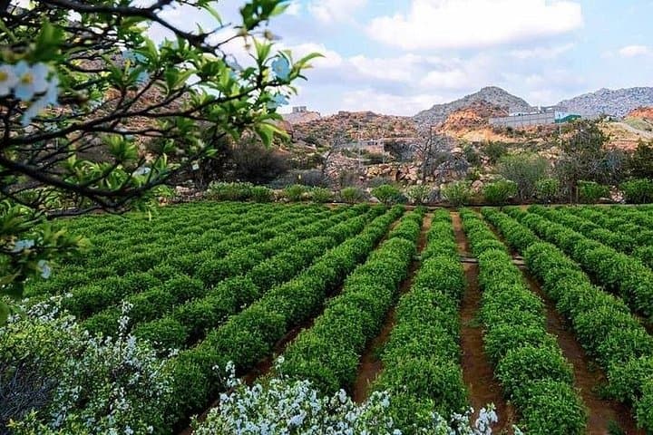 Taif Day Trip from Jeddah: Roses, Strawberry Farms & Al Hada Views photo 2