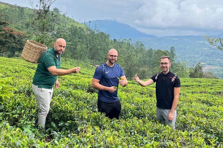 Nuwara Eliya Tea Factories & Waterfall Day Tour — Tea Plucking, Tastings & Views