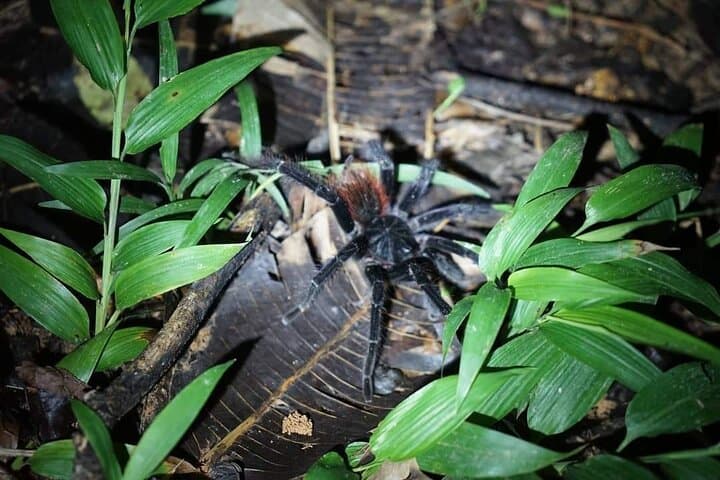 4-Day Extreme Amazon Jungle Adventure from Puerto Nariño