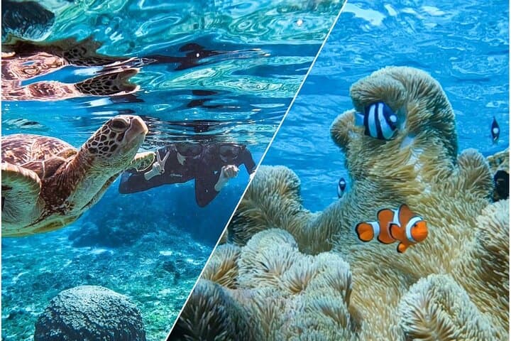 Swim with Miyako Sea Turtles: Guided Snorkel Tour with Free Pickup photo 2