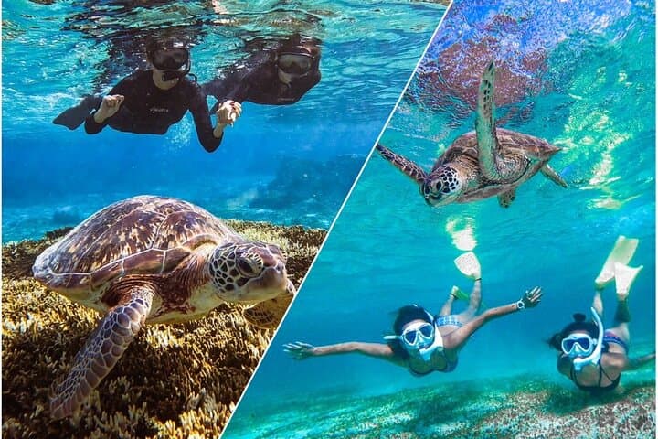 Swim with Miyako Sea Turtles: Guided Snorkel Tour with Free Pickup photo 6
