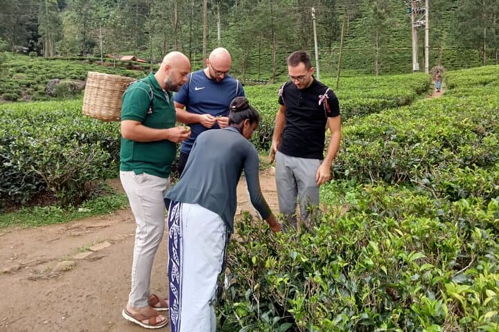 Nuwara Eliya Tea Factories & Waterfall Day Tour — Tea Plucking, Tastings & Views photo 6