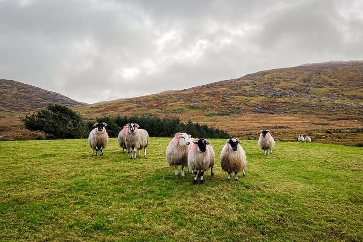 Private Scenic Photo Tour of the Beara Peninsula — Ring of Beara Photo Drive photo 5