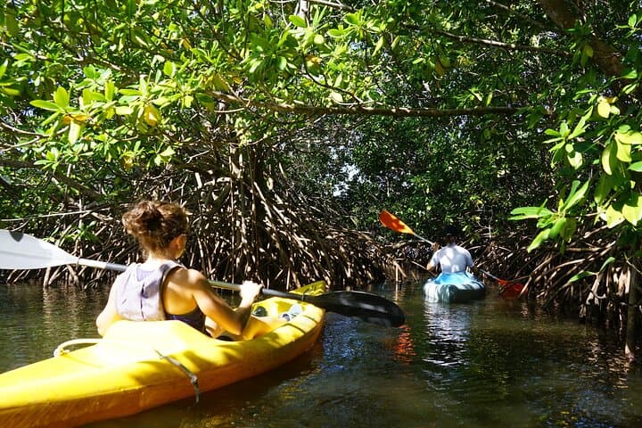 Guided Kayak Tour of Mitan Pond Mangroves — Deshaies, Guadeloupe