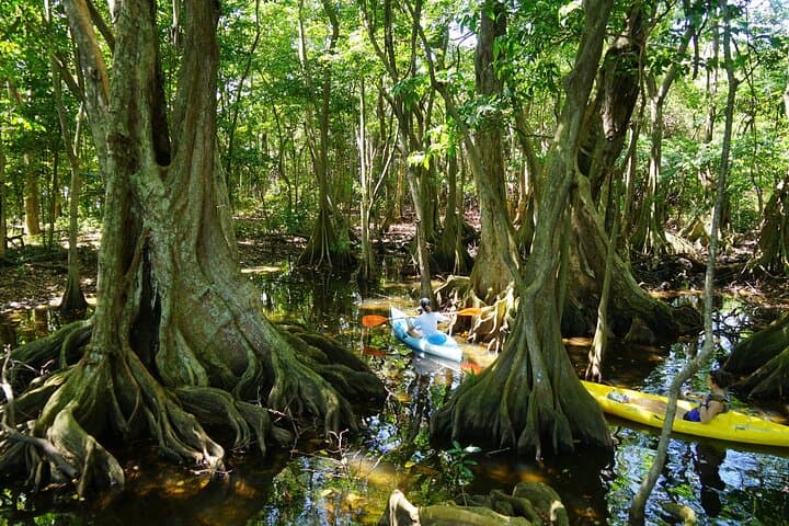 Guided Kayak Tour of Mitan Pond Mangroves — Deshaies, Guadeloupe photo 2