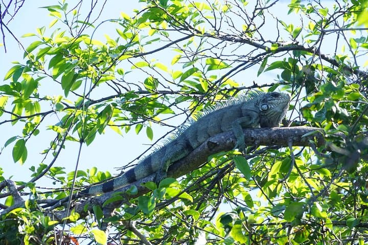 Guided Kayak Tour of Mitan Pond Mangroves — Deshaies, Guadeloupe photo 4