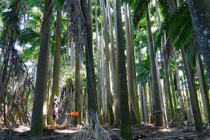 Guided Kayak Tour of Mitan Pond Mangroves — Deshaies, Guadeloupe photo 6