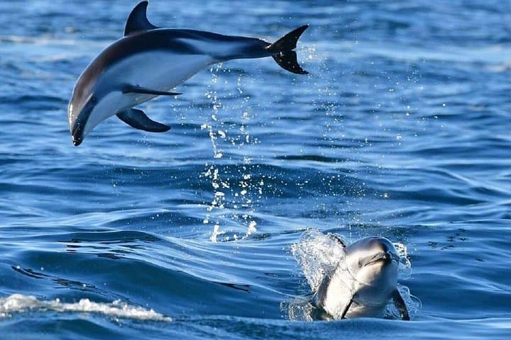 Sail to Tavolara: Dolphin Search, Snorkel & Sardinian Brunch from Golfo Aranci photo 4