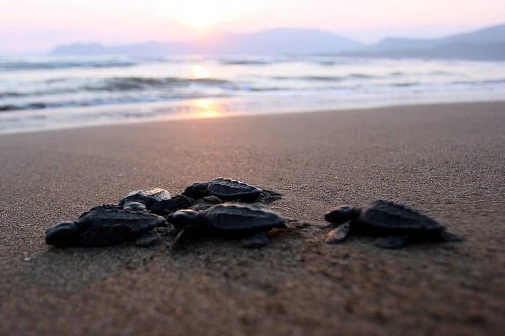 Dalyan River to Iztuzu: Half‑Day Private Boat Trip to Kaunos and Turtle Beach photo 3
