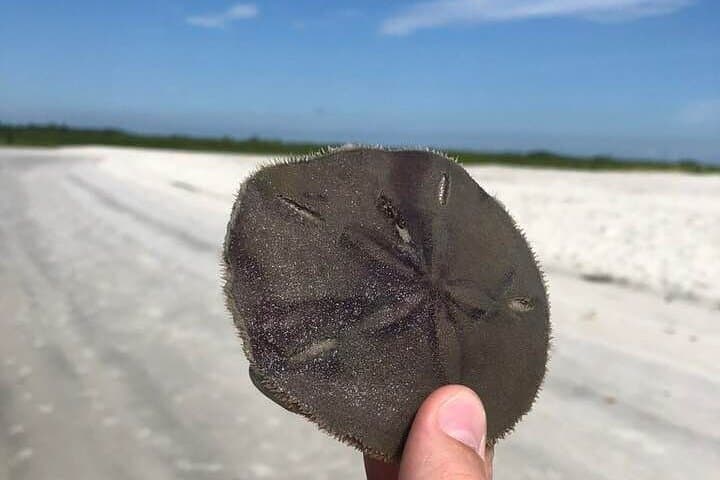 Kayak Dolphin Eco Tour in Ponce Inlet — Guided Mangrove & Oyster Bed Paddle photo 4