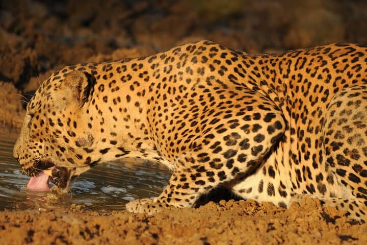 Yala National Park Full-Day Safari — Leopard Sightings & Wildlife Drive photo 5