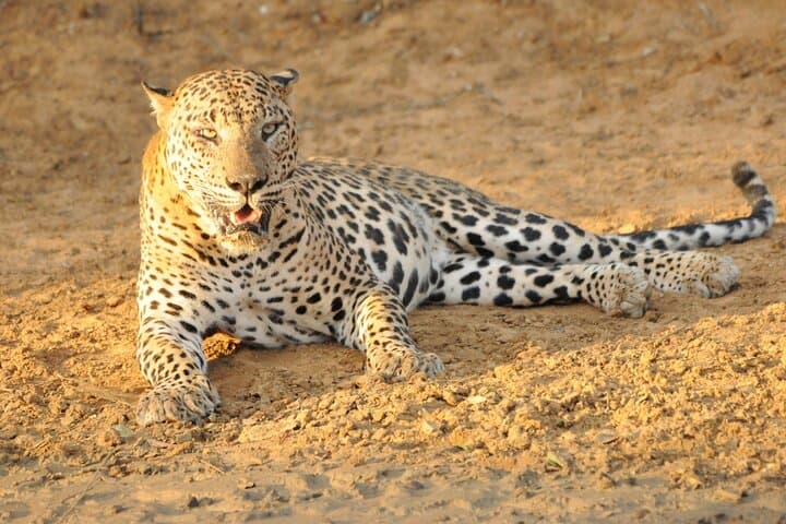 Yala National Park Full-Day Safari — Leopard Sightings & Wildlife Drive photo 6