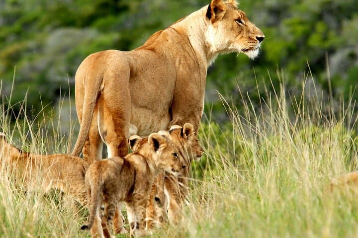 Luxury 5-Day Safari: Tsavo East & West plus Amboseli from Nairobi photo 2