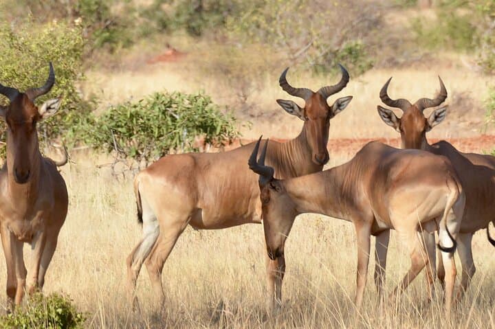 Luxury 5-Day Safari: Tsavo East & West plus Amboseli from Nairobi photo 3