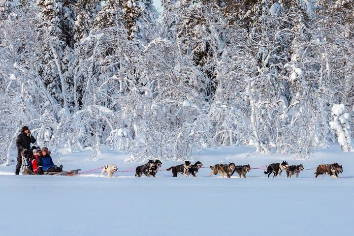 Sunset Zen Husky Tour: Kiruna Dog Sledding at Dusk photo 5