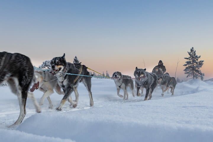 Sunset Zen Husky Tour: Kiruna Dog Sledding at Dusk photo 6