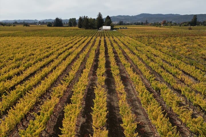 ATV Vineyard Tour and Wine Tasting in Napa Valley: Off-Road Wine Tasting Experience photo 3