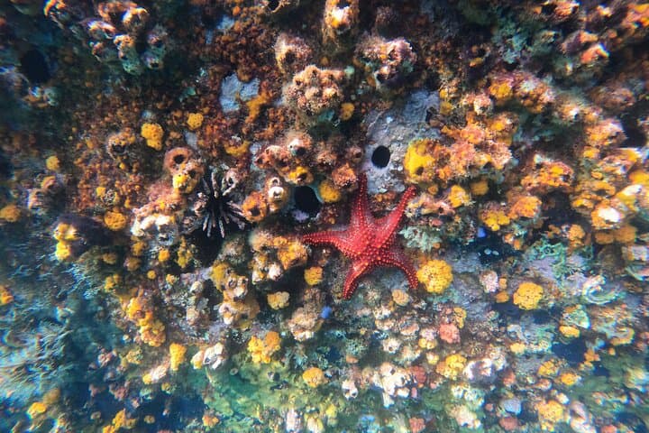 Tour 360 San Cristobal Galapagos: Full-Day Snorkel and Coastal Boat Experience photo 3