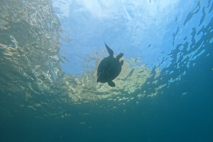 Tour 360 San Cristobal Galapagos: Full-Day Snorkel and Coastal Boat Experience photo 5