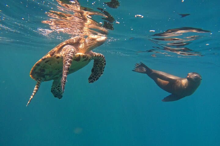 Tour 360 San Cristobal Galapagos: Full-Day Snorkel and Coastal Boat Experience photo 6