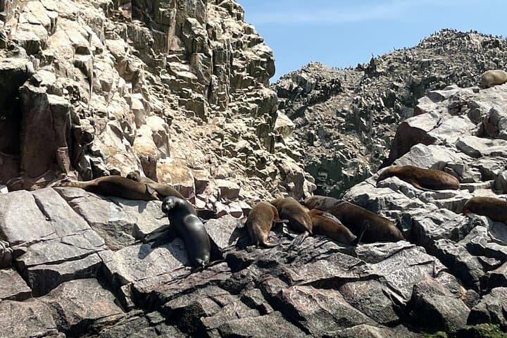Lima to Ballestas & Huacachina: 2-Day City, Coastal Wildlife and Desert Adventure photo 2