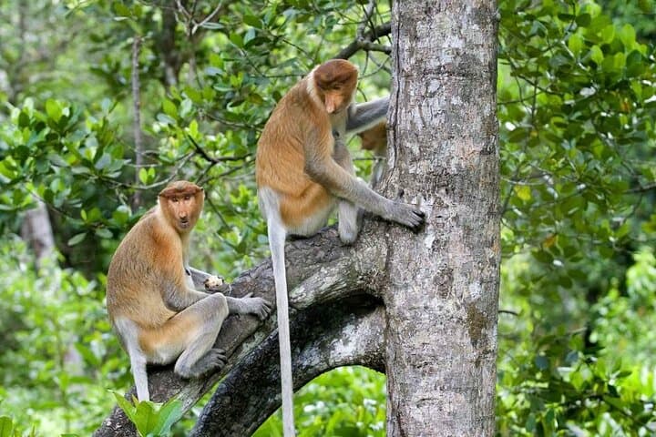 Klias Mangrove Wildlife Cruise: Proboscis Monkeys and Firefly Night Tour photo 2