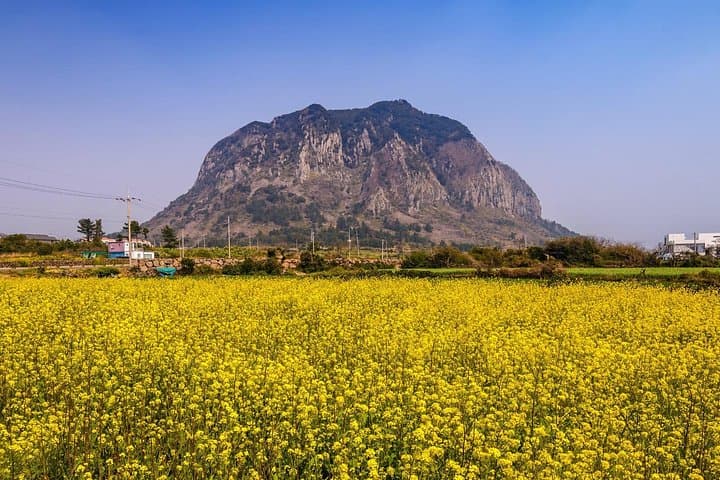 Exploring Jeju’s West and South: Canola Blooms, Volcanic Cliffs, and Hallasan Heritage photo 1