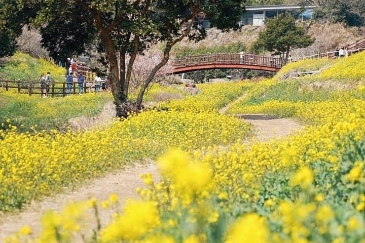Exploring Jeju’s West and South: Canola Blooms, Volcanic Cliffs, and Hallasan Heritage photo 4