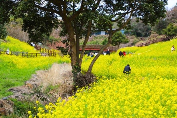 Exploring Jeju’s West and South: Canola Blooms, Volcanic Cliffs, and Hallasan Heritage photo 3