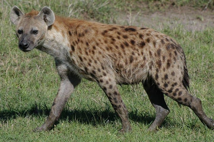 Half-Day Nairobi National Park Guided Safari with Free WiFi photo 4