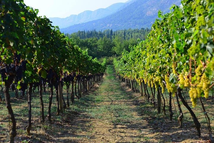 Peljesac Peninsula Private Wine Tour: Ston, Plavac Mali & Oyster Tasting