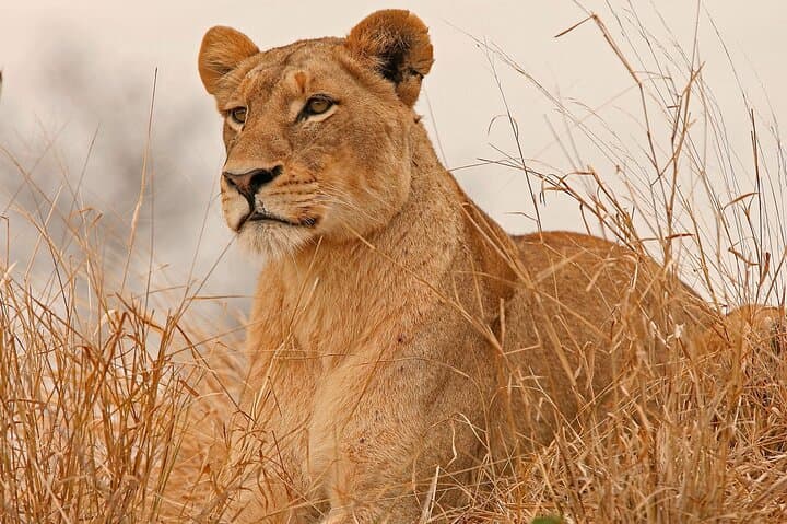 3-Day Guided Safari to Meru National Park — Rhinos, Lions & Riverine Game Drives